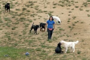 Happy Tails Dog Ranch