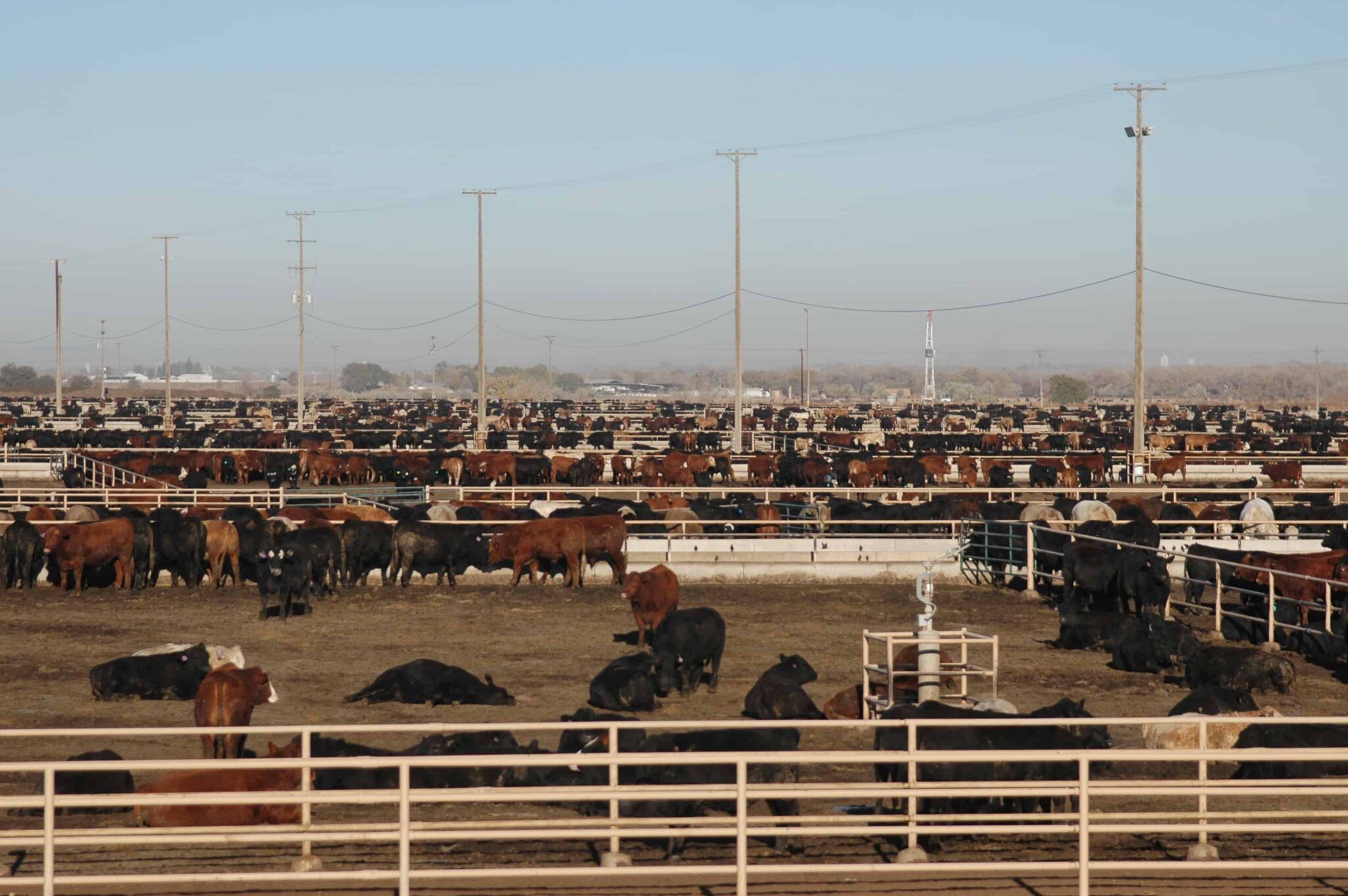 JBS feedlot in Kersey, Colo.