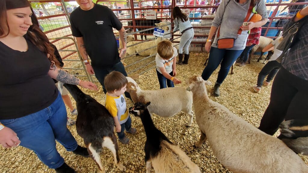 Anderson Farms kids feeding sheep