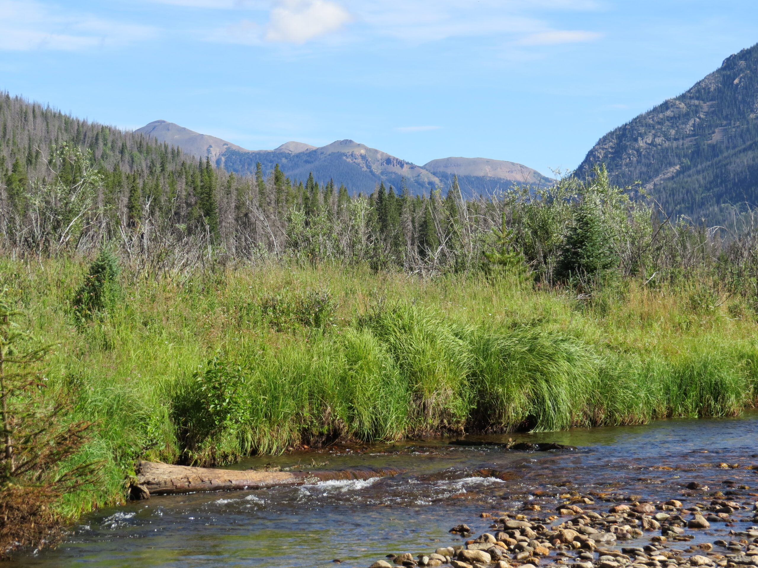 Colorado River near Timber Creek Campground