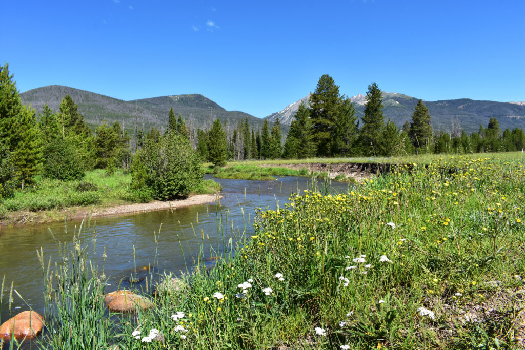 Colorado River wildflowers