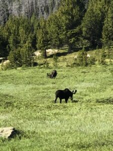 Moose