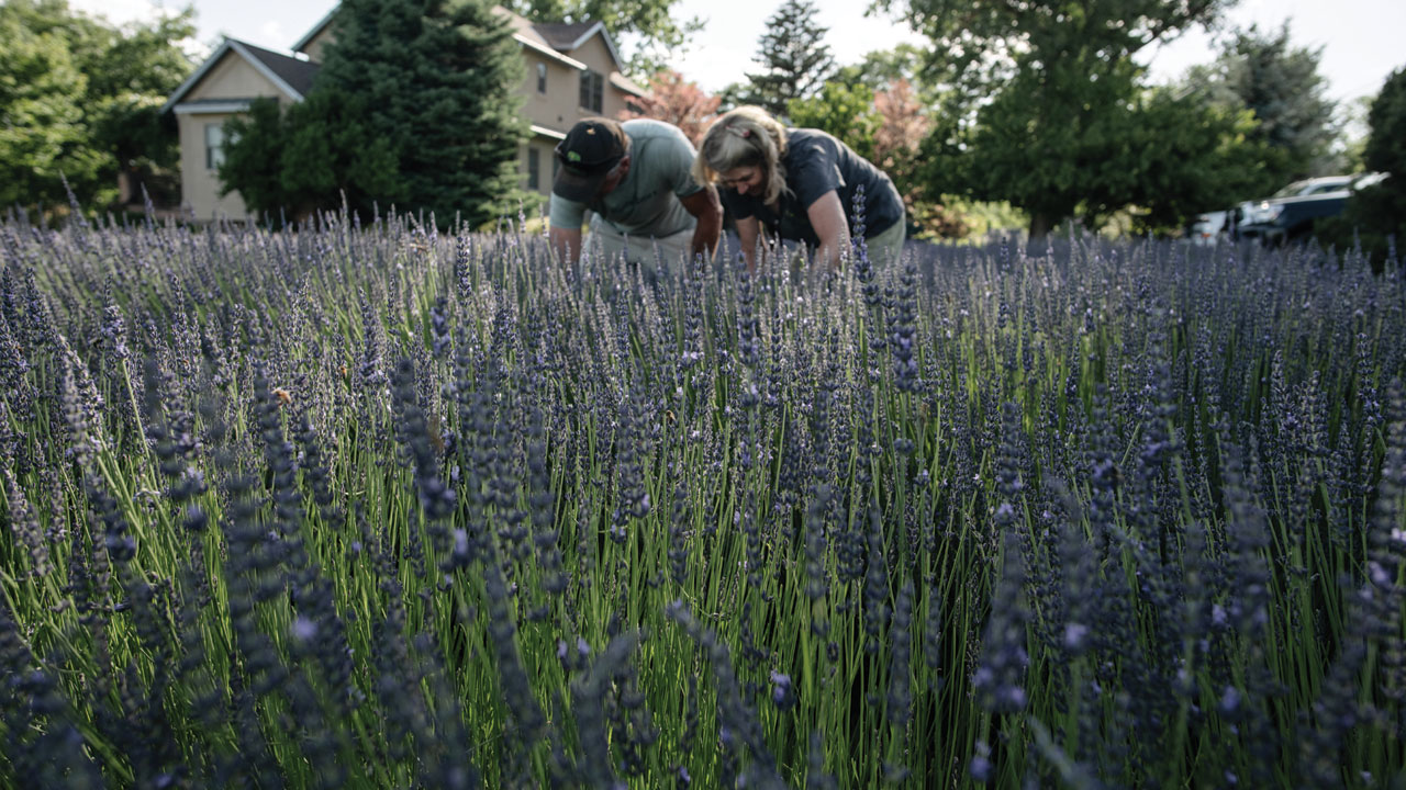 Boulder Flower Farm