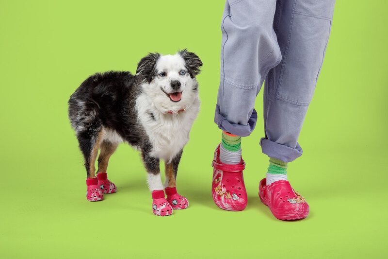 dog and person wearing Crocs against a green screen