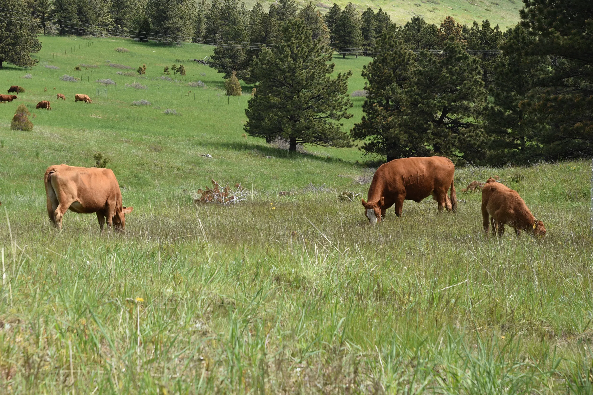 Boulder to expand cattle grazing to curb wildfire risk
