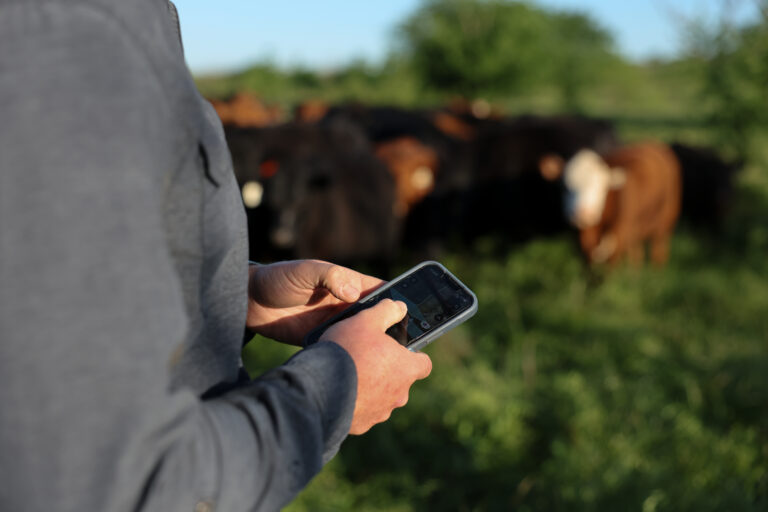 Halter’s fenceless system helps cattle ranchers manage their herds.
