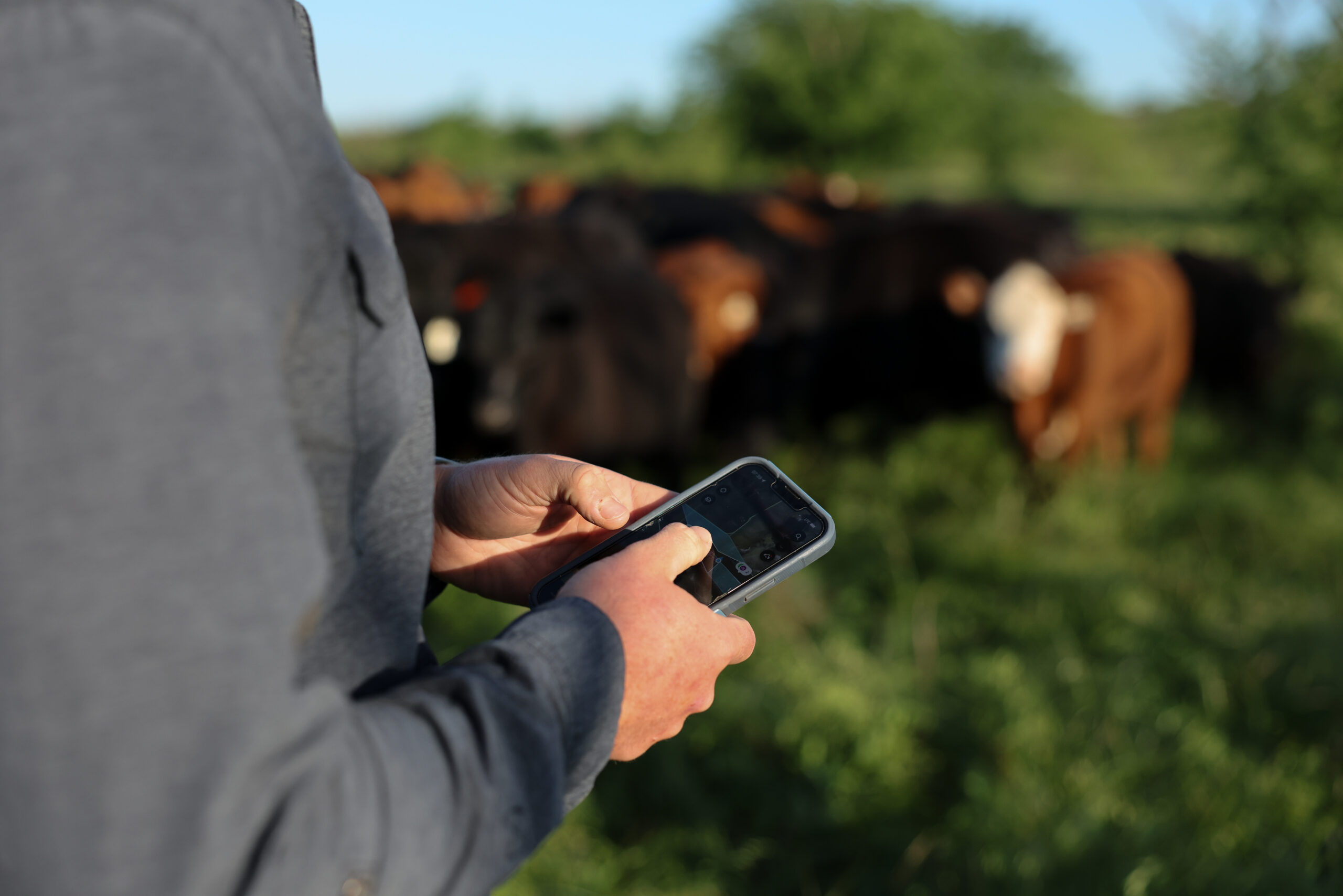 Halter’s fenceless system helps cattle ranchers manage their herds.