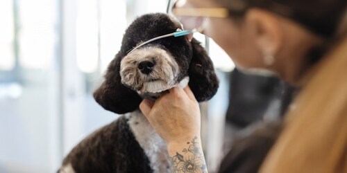 Sparkle Grooming Co.