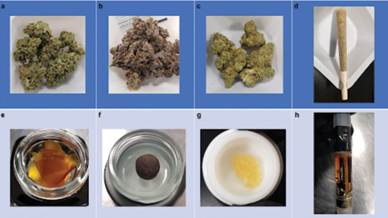 Cannabis