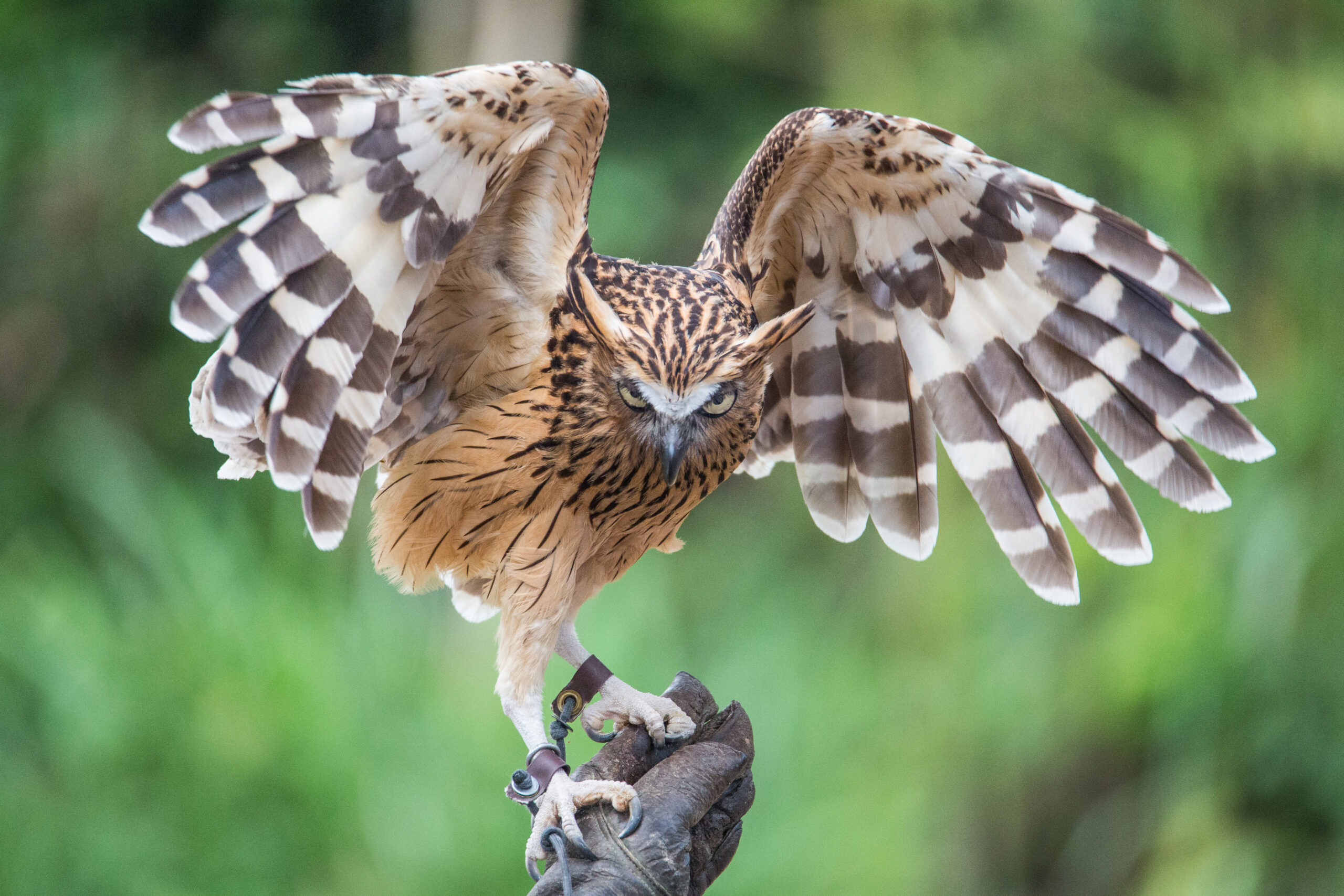 Raptor