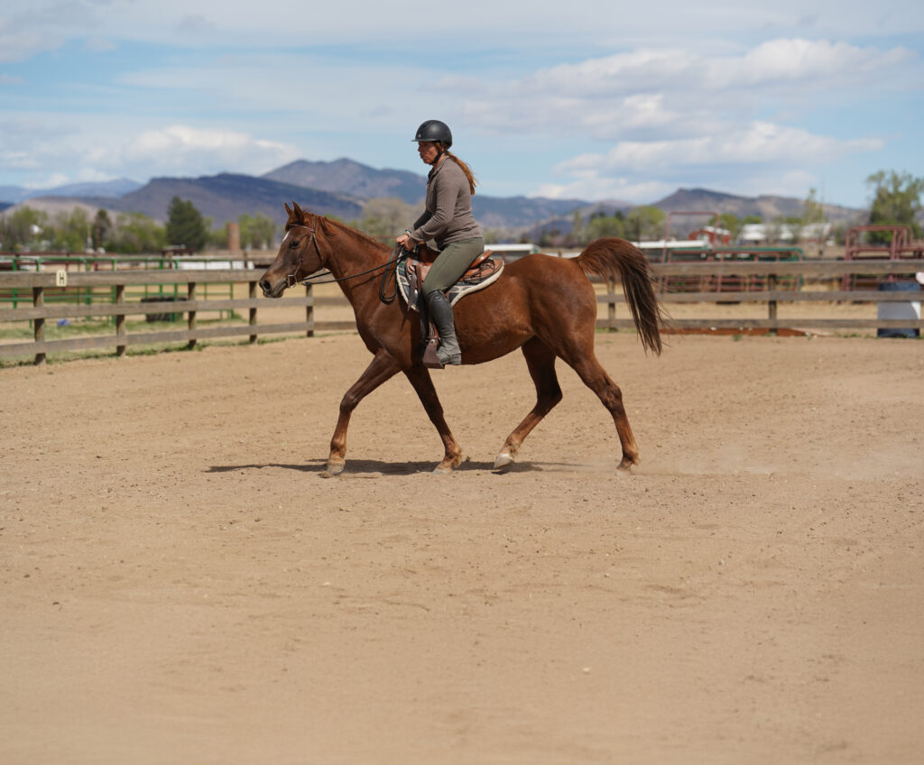 Colorado Horse Rescue photo